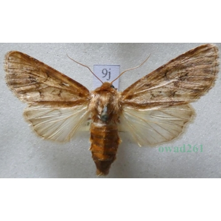 Luperina testacea (Denis & Schiffermüller, 1775) Czech9j